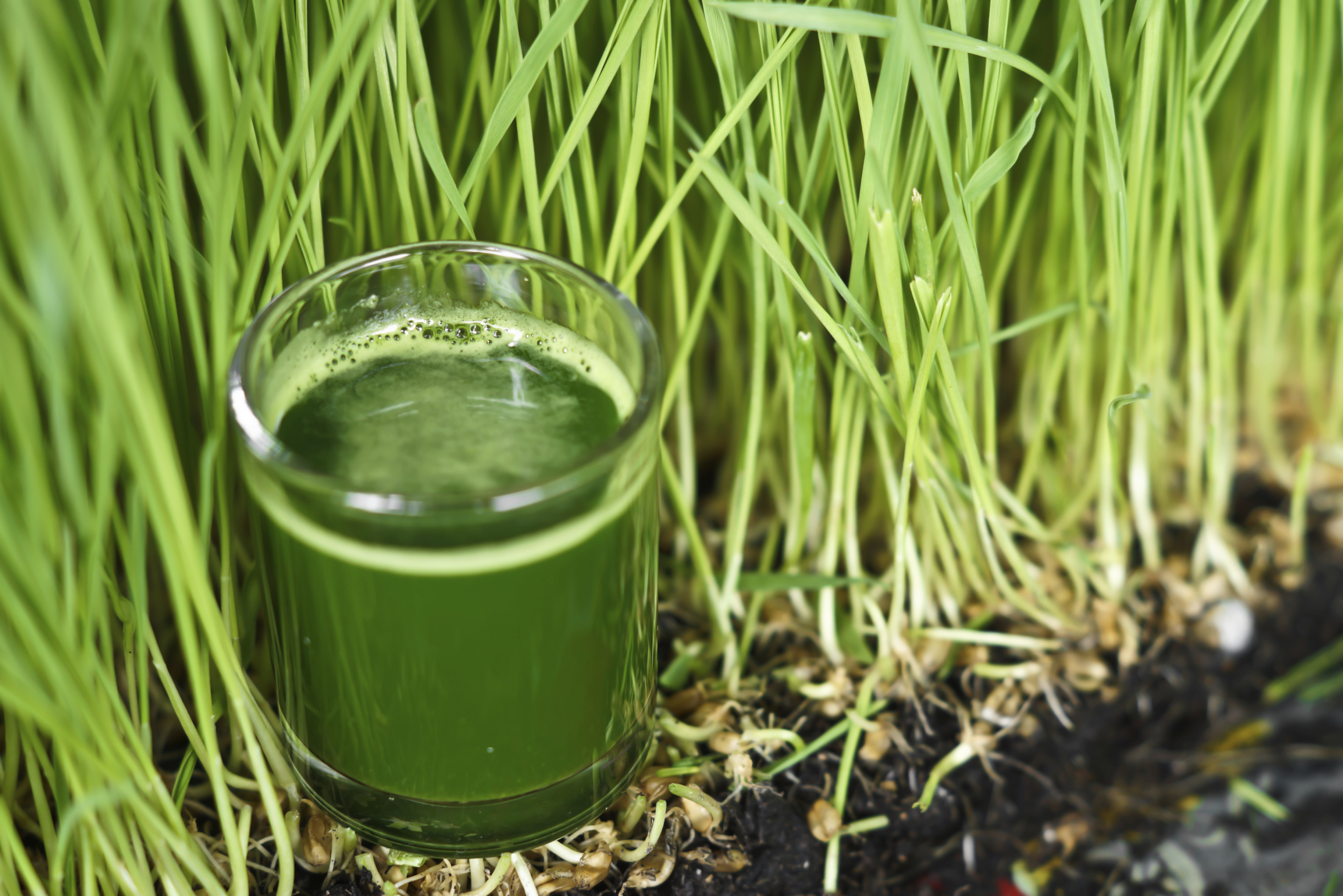 Wheatgrass health benefits and facts