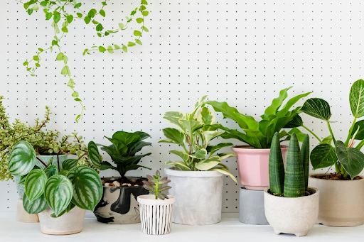 Indoor Plants to Buy From Plant Nurseries