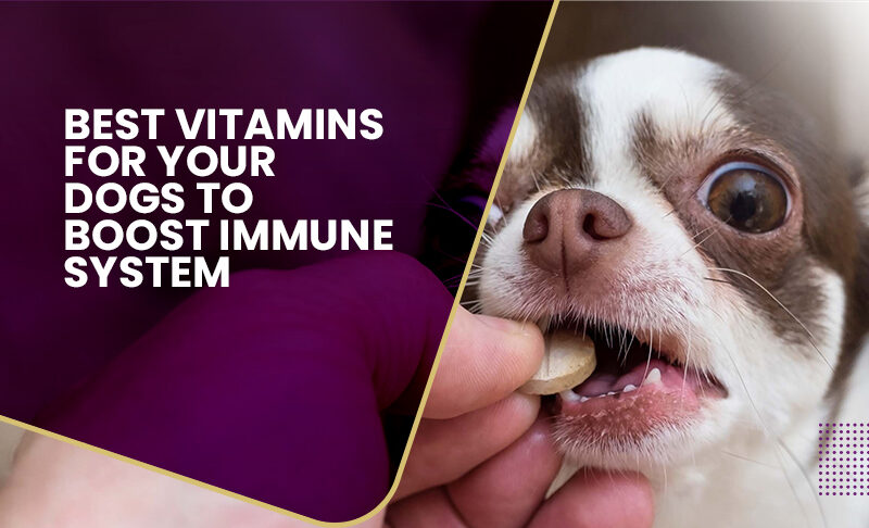 Best Dog Vitamins To Boost Their Immune System