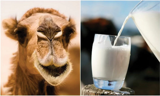 Raw Camel Milk