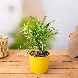 7 Kid-Safe Plants To Introduce Children To The Joy Of Growing