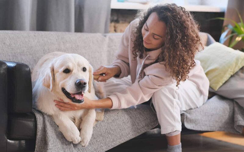 become a pet sitter